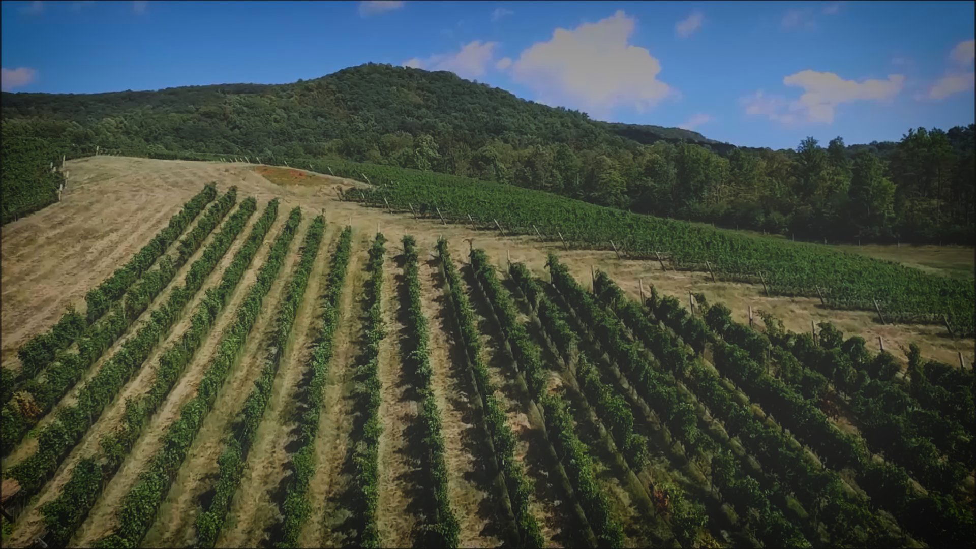 Glen Manor Vineyards, Winery in Huntly