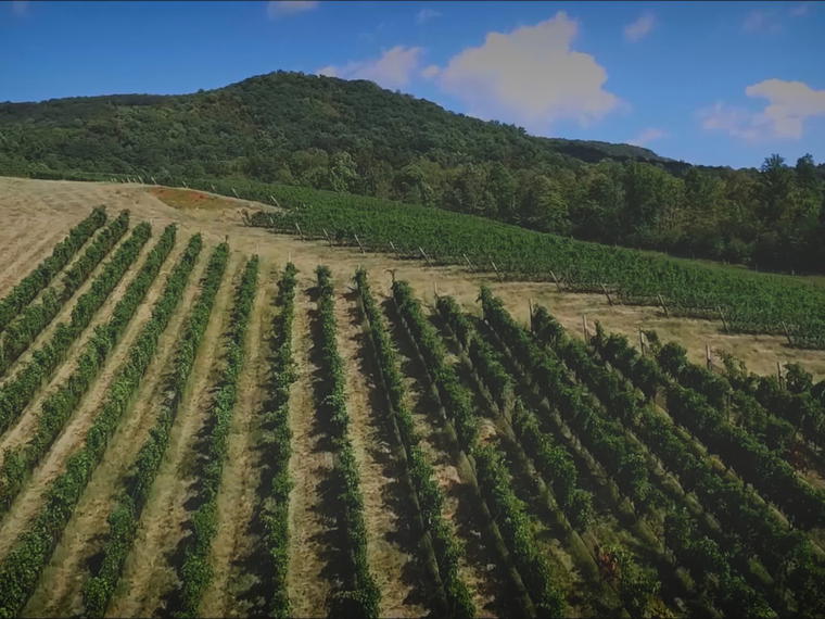 Glen Manor Vineyards, Huntly, United States