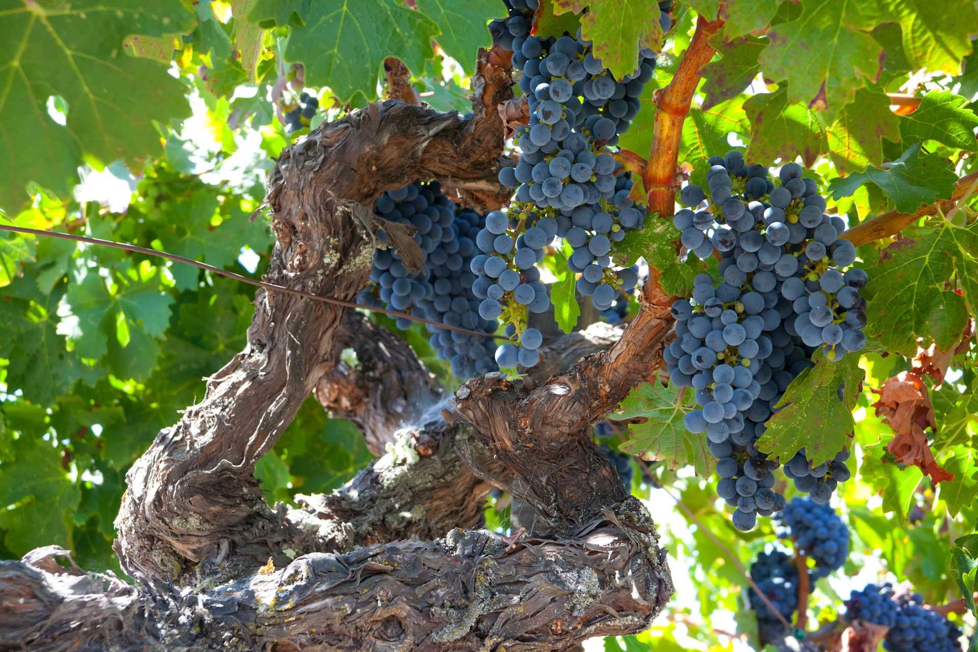 Fife Vineyards, Winery in Hopland