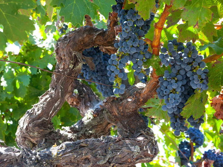 Fife Vineyards, Hopland, United States