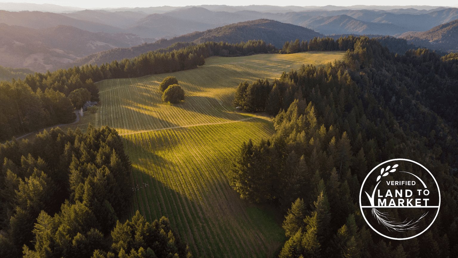 Mariah Vineyards