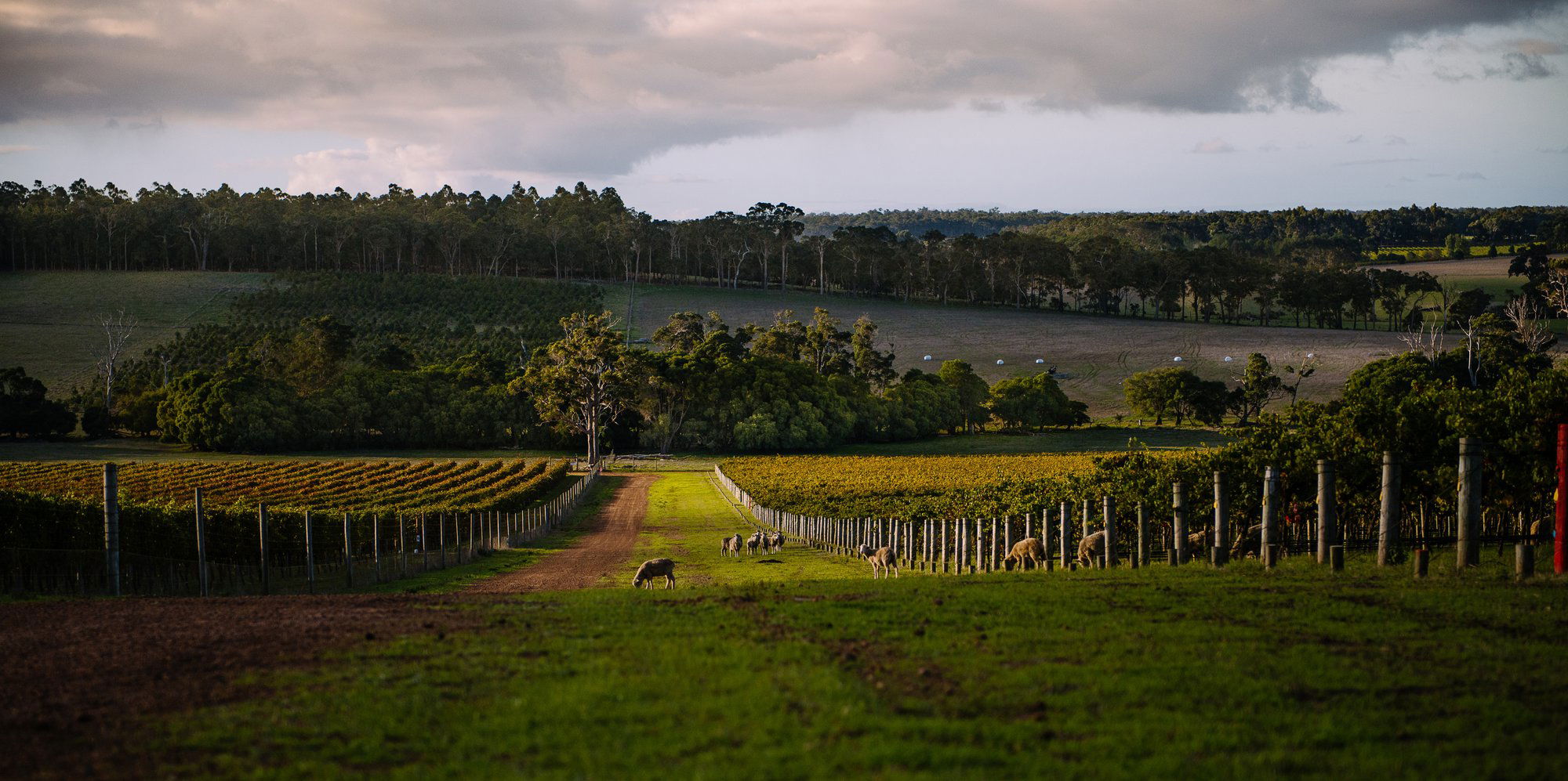 Devil's Lair, Winery in Margaret River