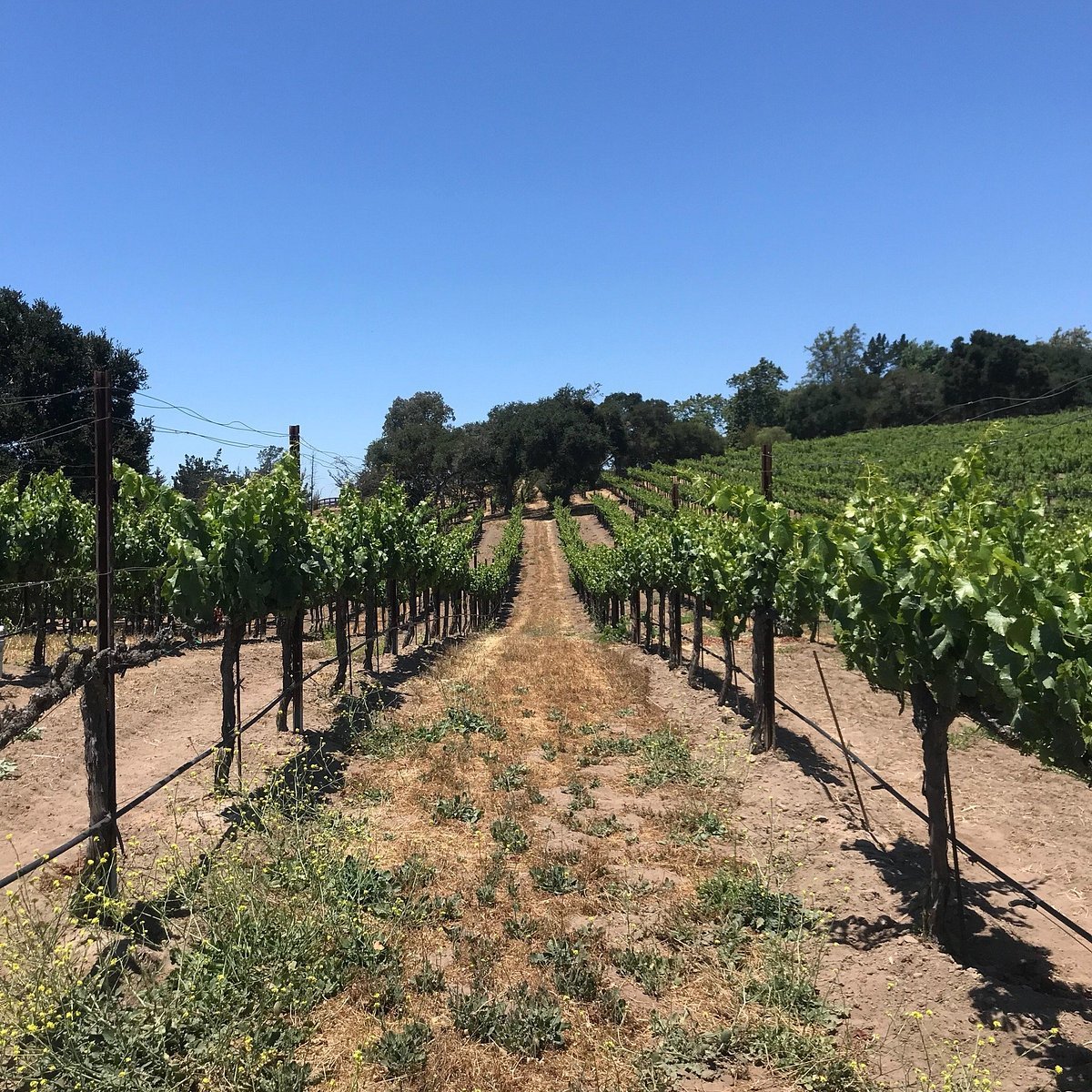 Casa Dumetz Wines winery in Los Alamos, United States