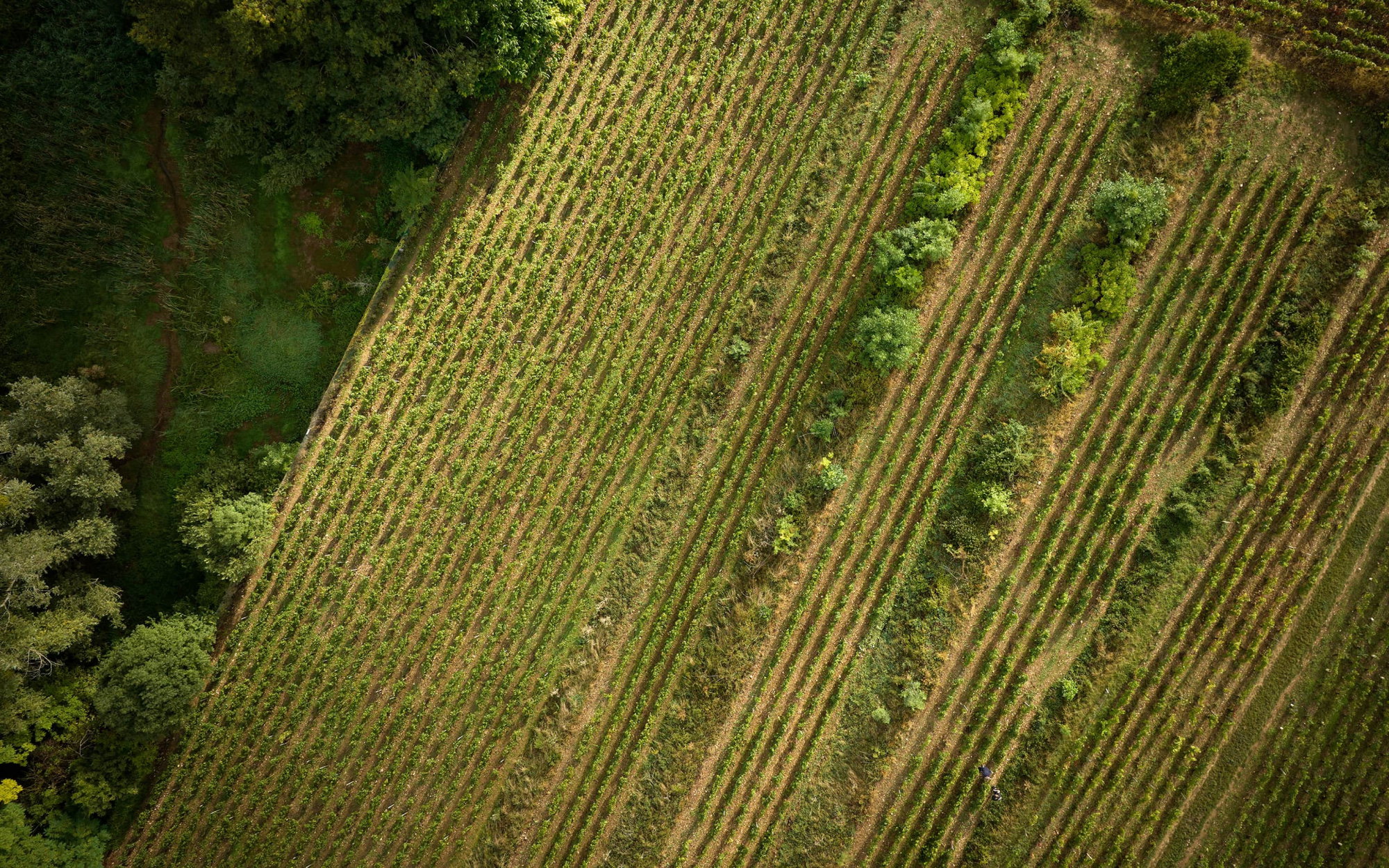 Domaine Gros Frère et Sœur winery in Vosne-Romanée, France