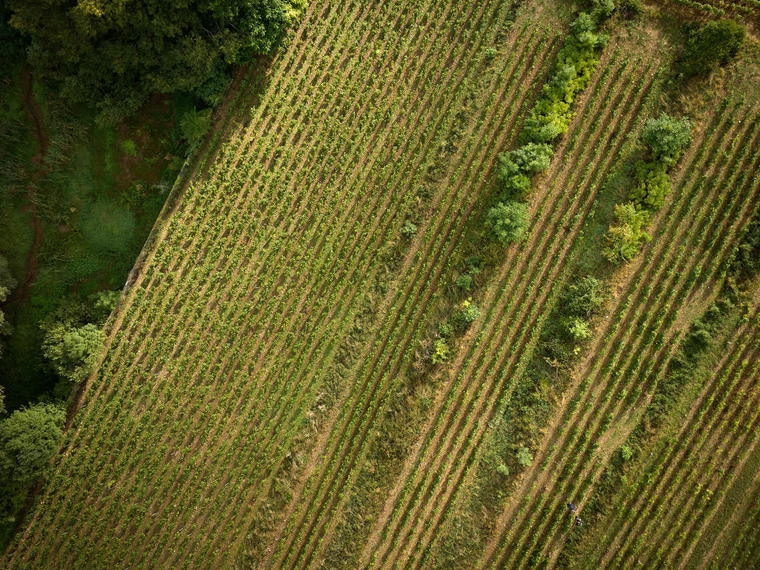 Domaine Gros Frère et Sœur, Vosne-Romanée, France