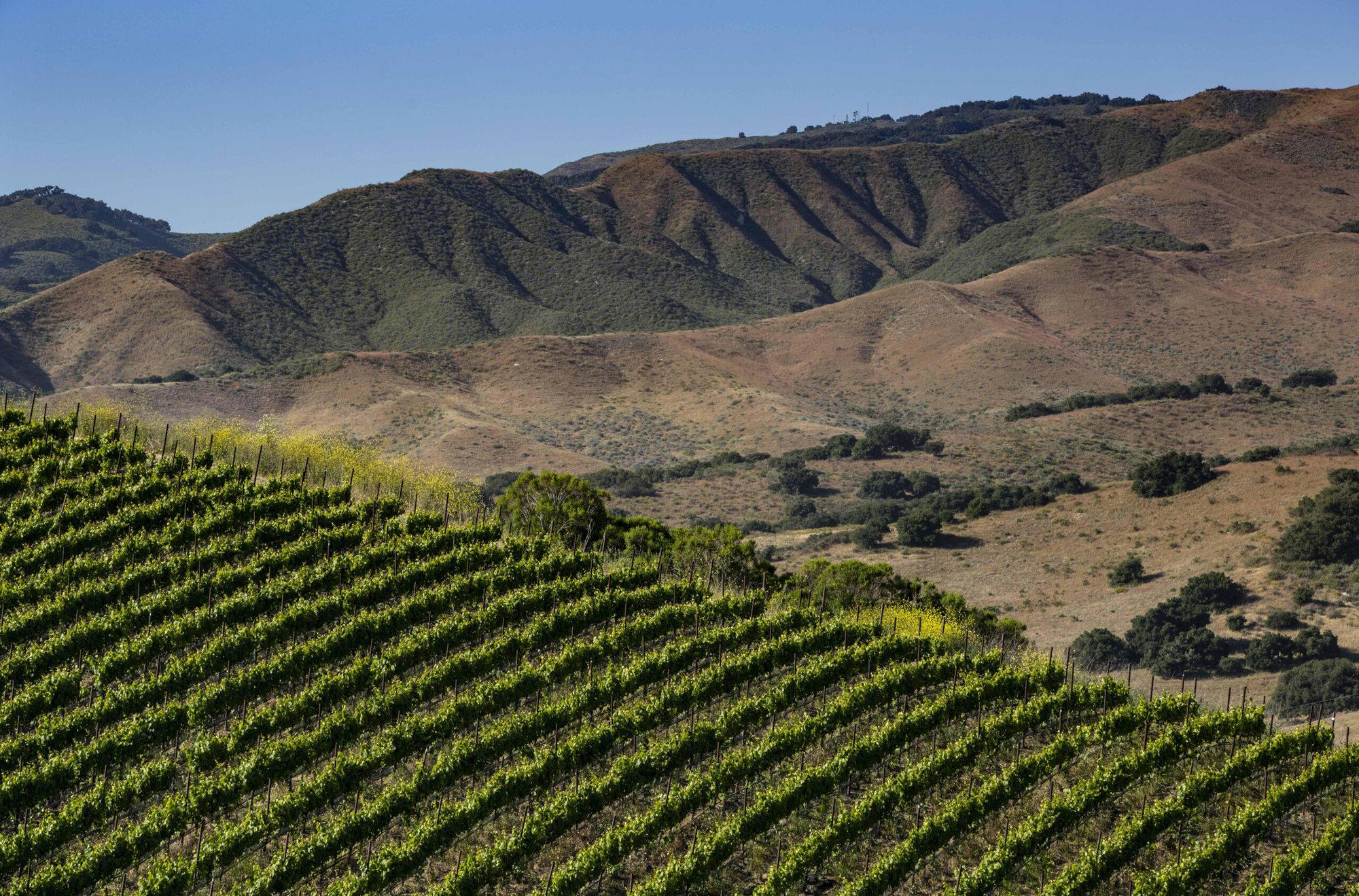 Dierberg Vineyard winery in Santa Ynez, United States