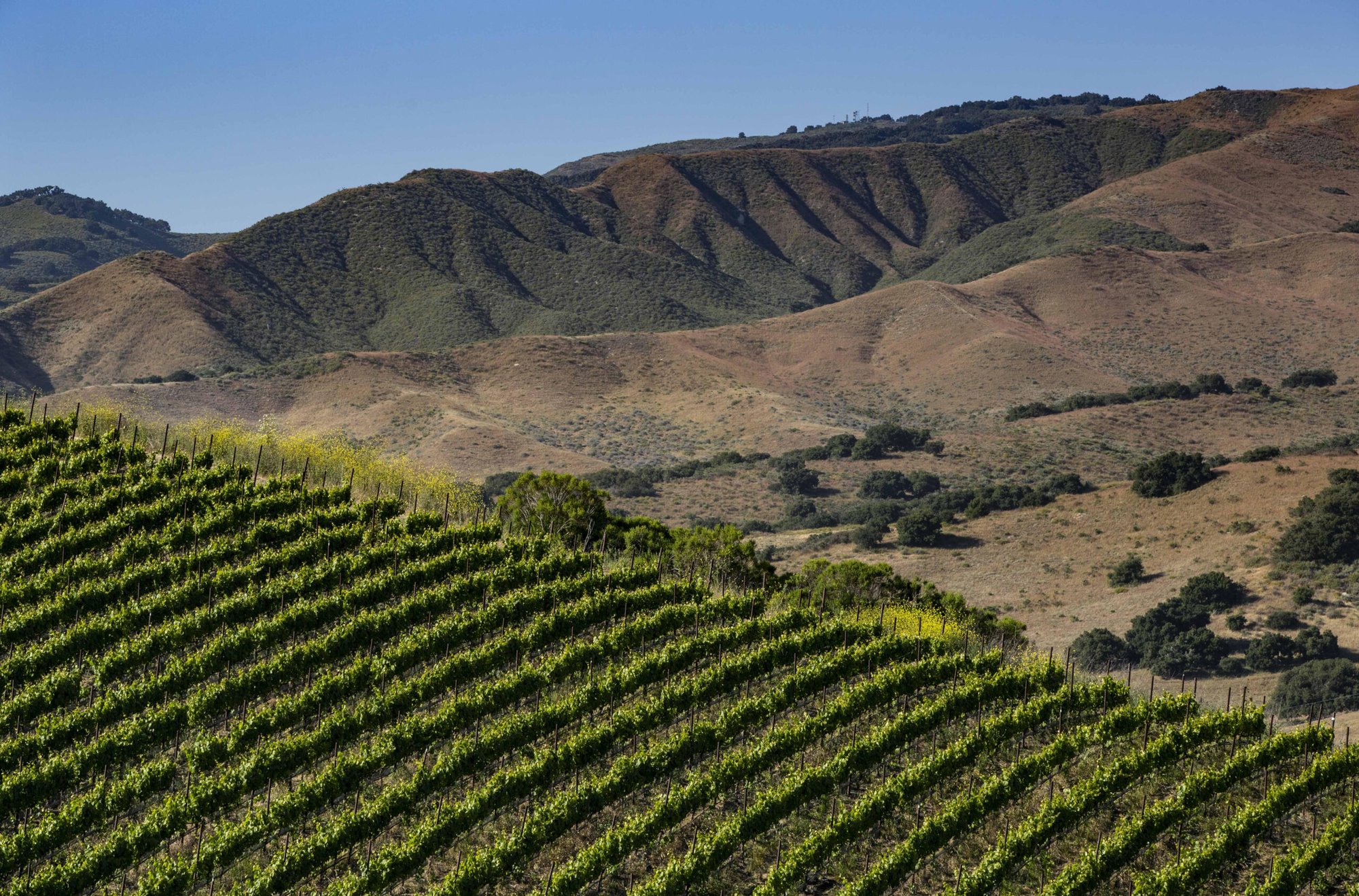Dierberg Vineyard winery in Santa Ynez, United States