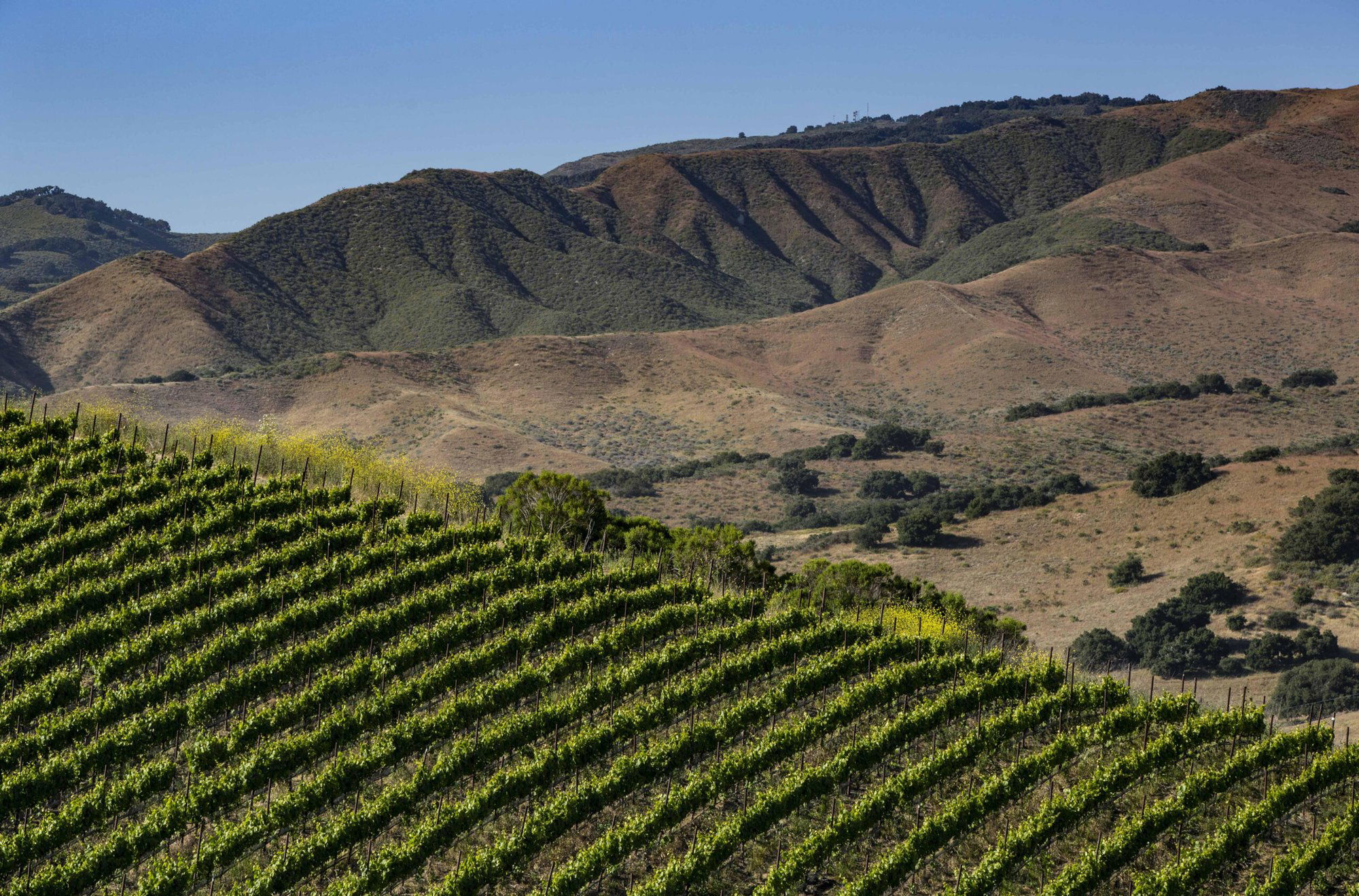 Dierberg Vineyard, Winery in Santa Ynez