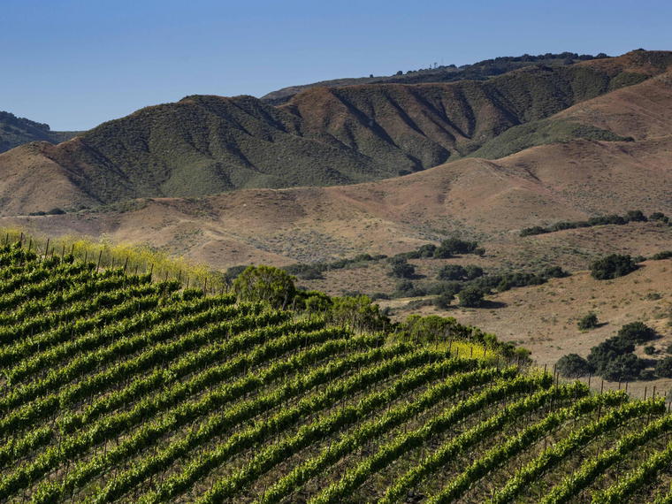 Dierberg Vineyard, Santa Ynez, United States