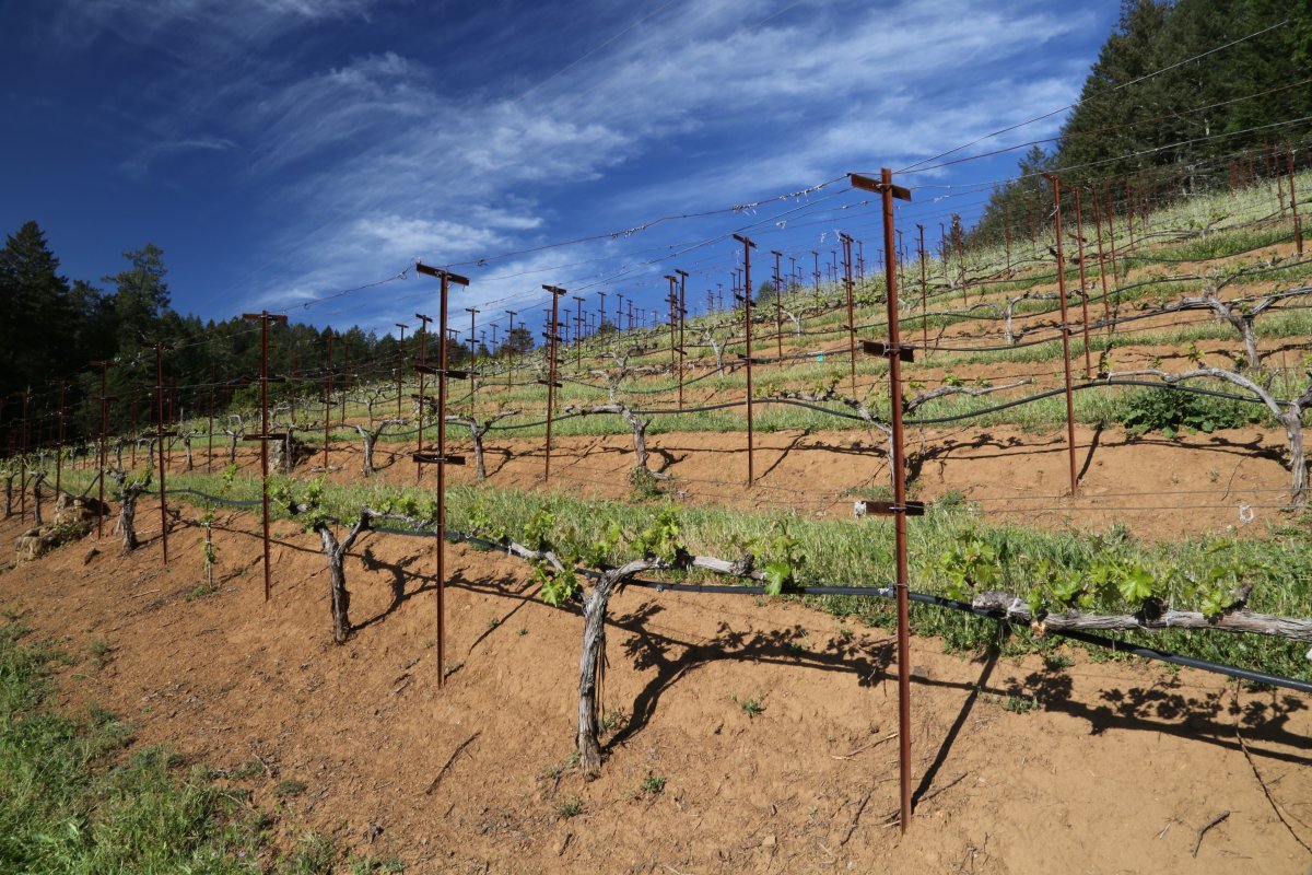 York Creek Vineyards winery in St. Helena, United States