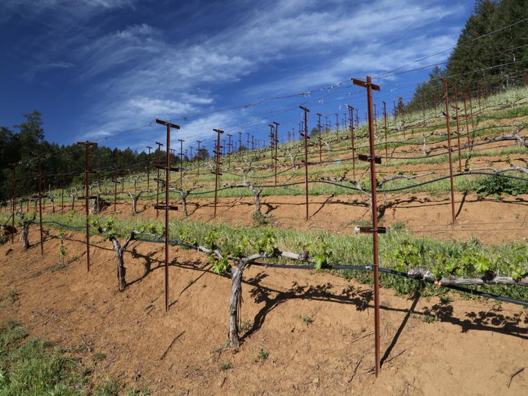 York Creek Vineyards, St. Helena, United States