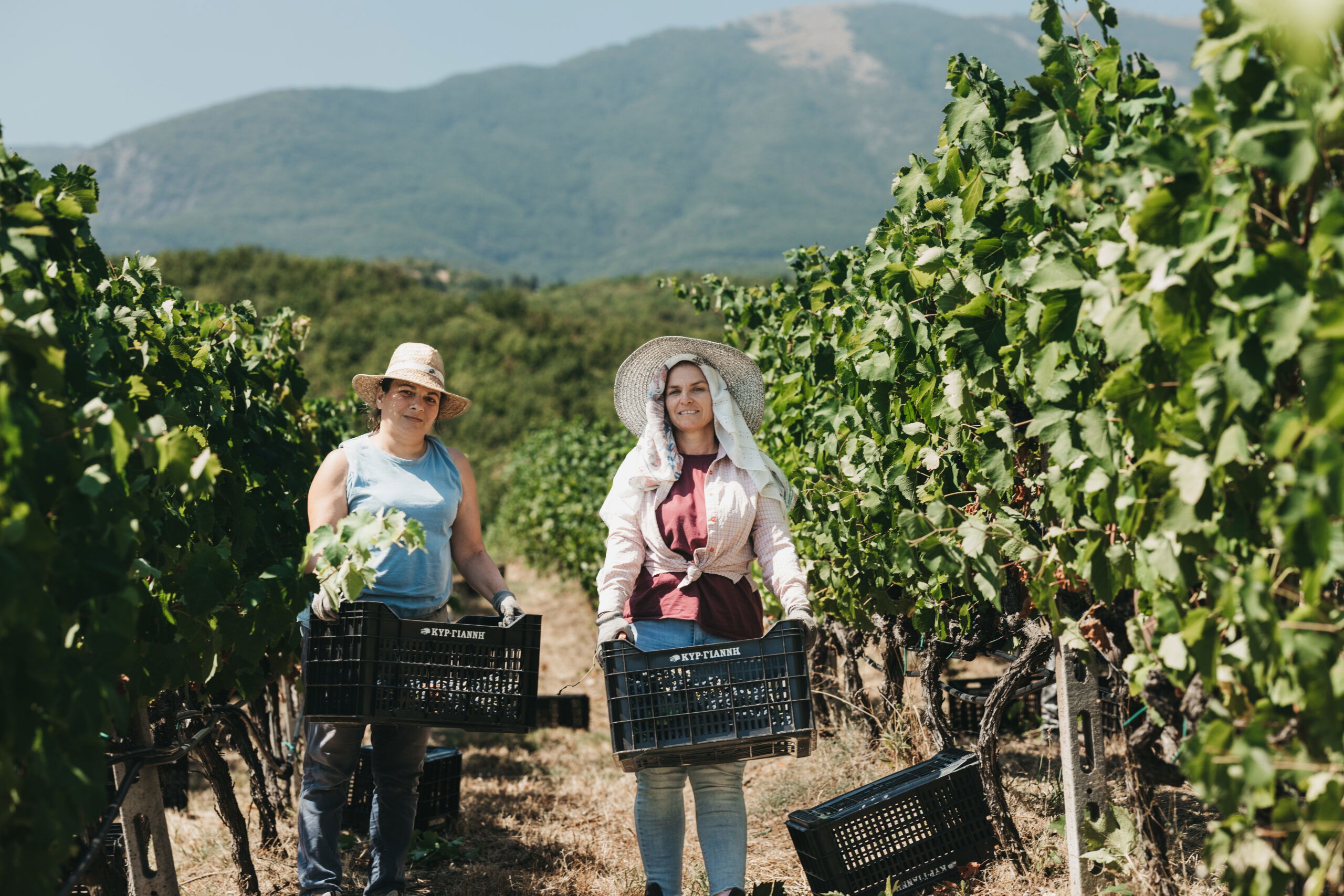 Kir-Yianni Estate, Winery in Naoussa