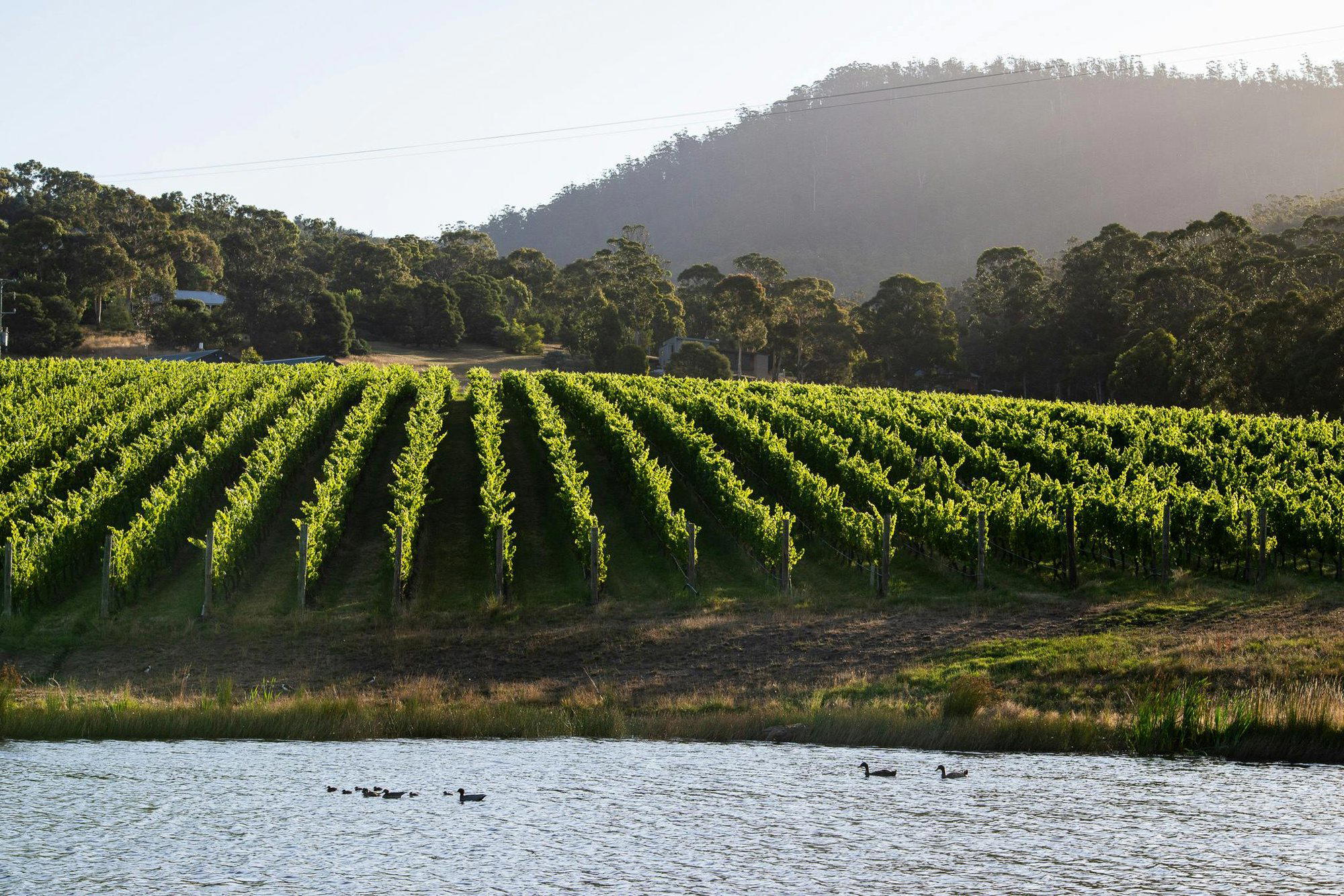 Tolpuddle Vineyard winery in Richmond