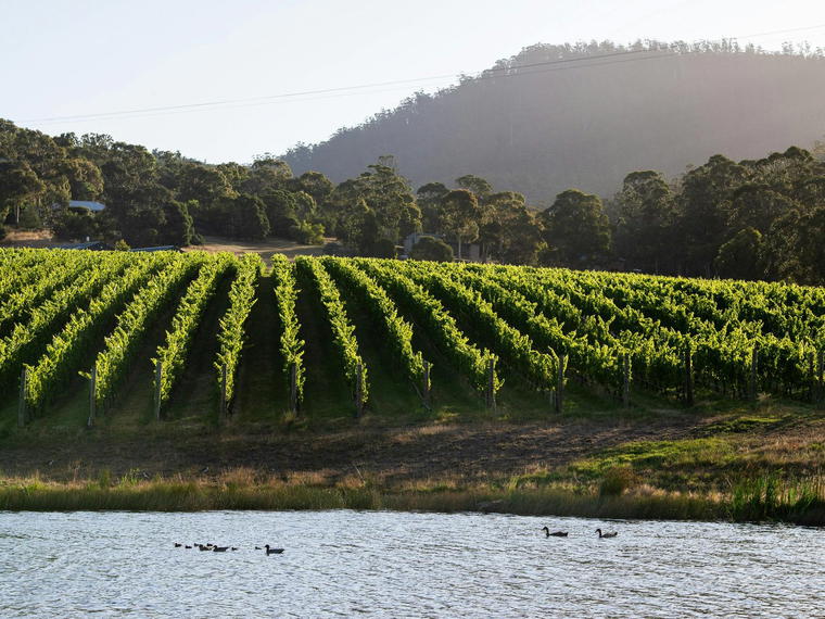 Tolpuddle Vineyard, Richmond, Australia