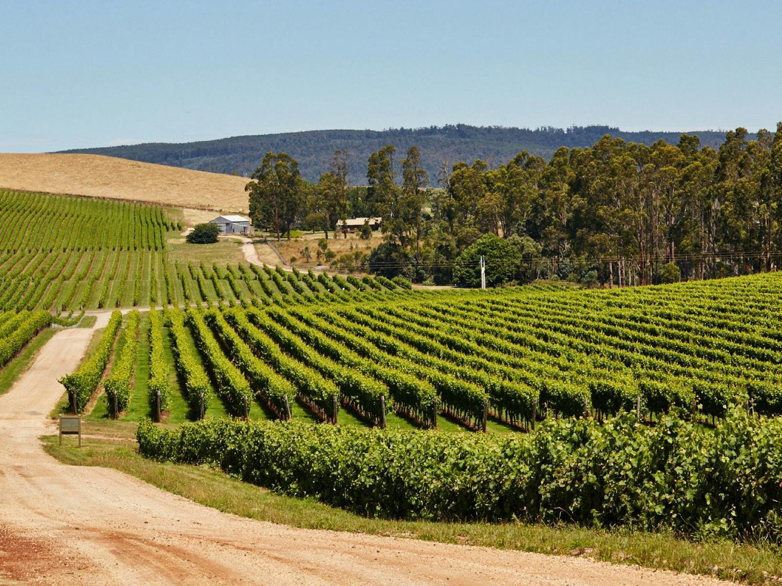 Pipers Brook Vineyard winery in Pipers Brook, Australia