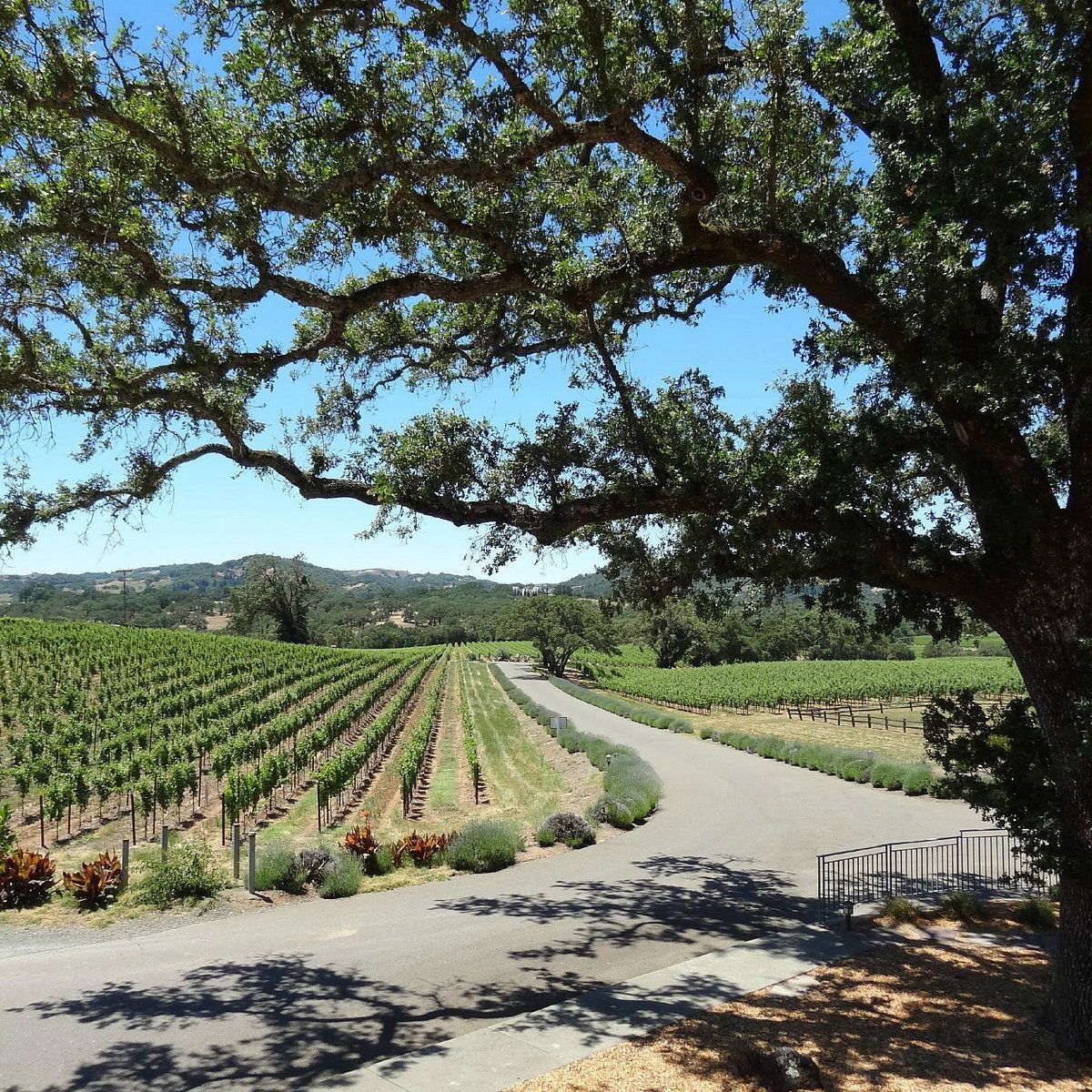 Hanna Winery, Winery in Healdsburg