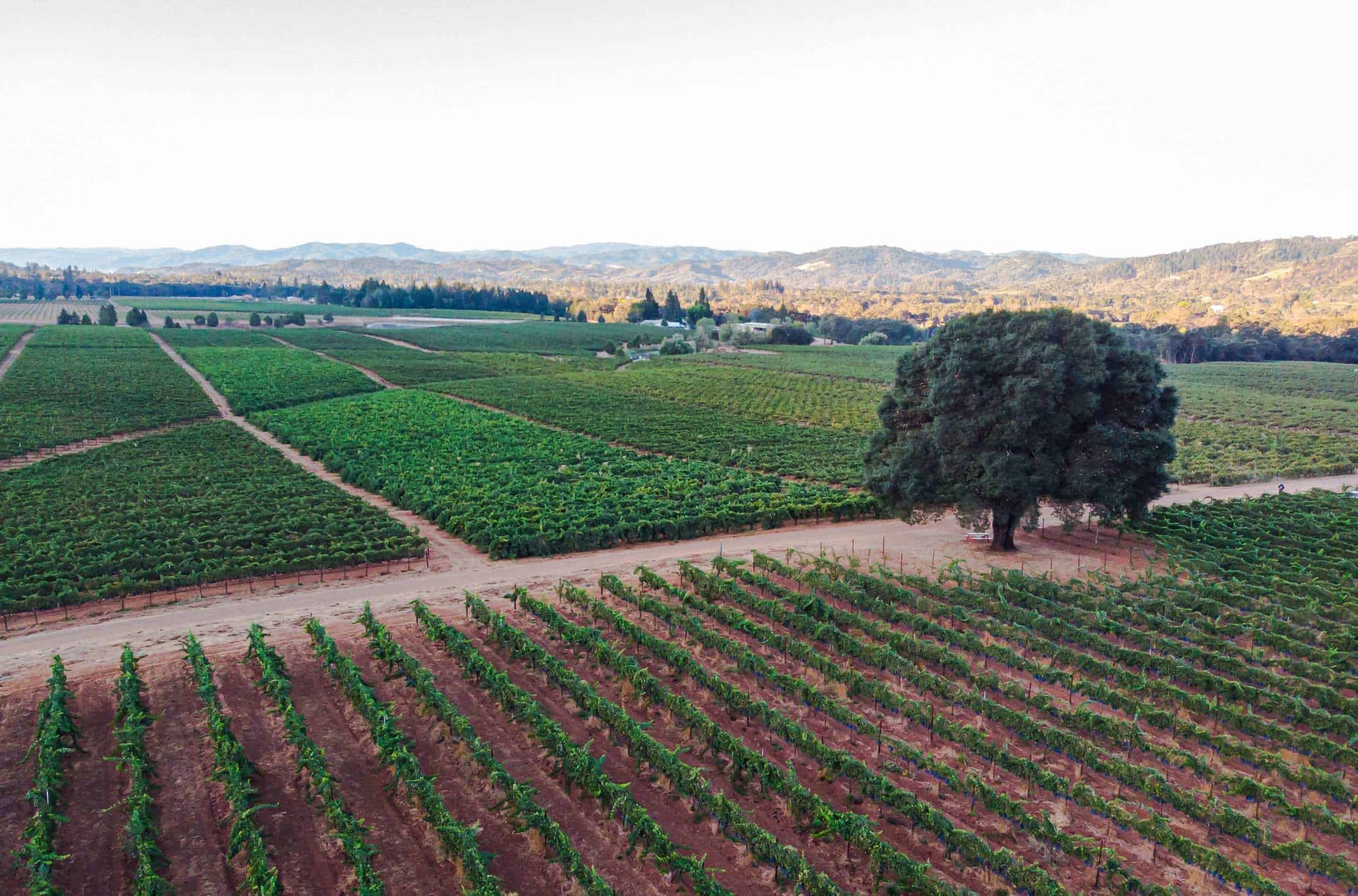 Girasole Vineyards winery in Redwood Valley, United States