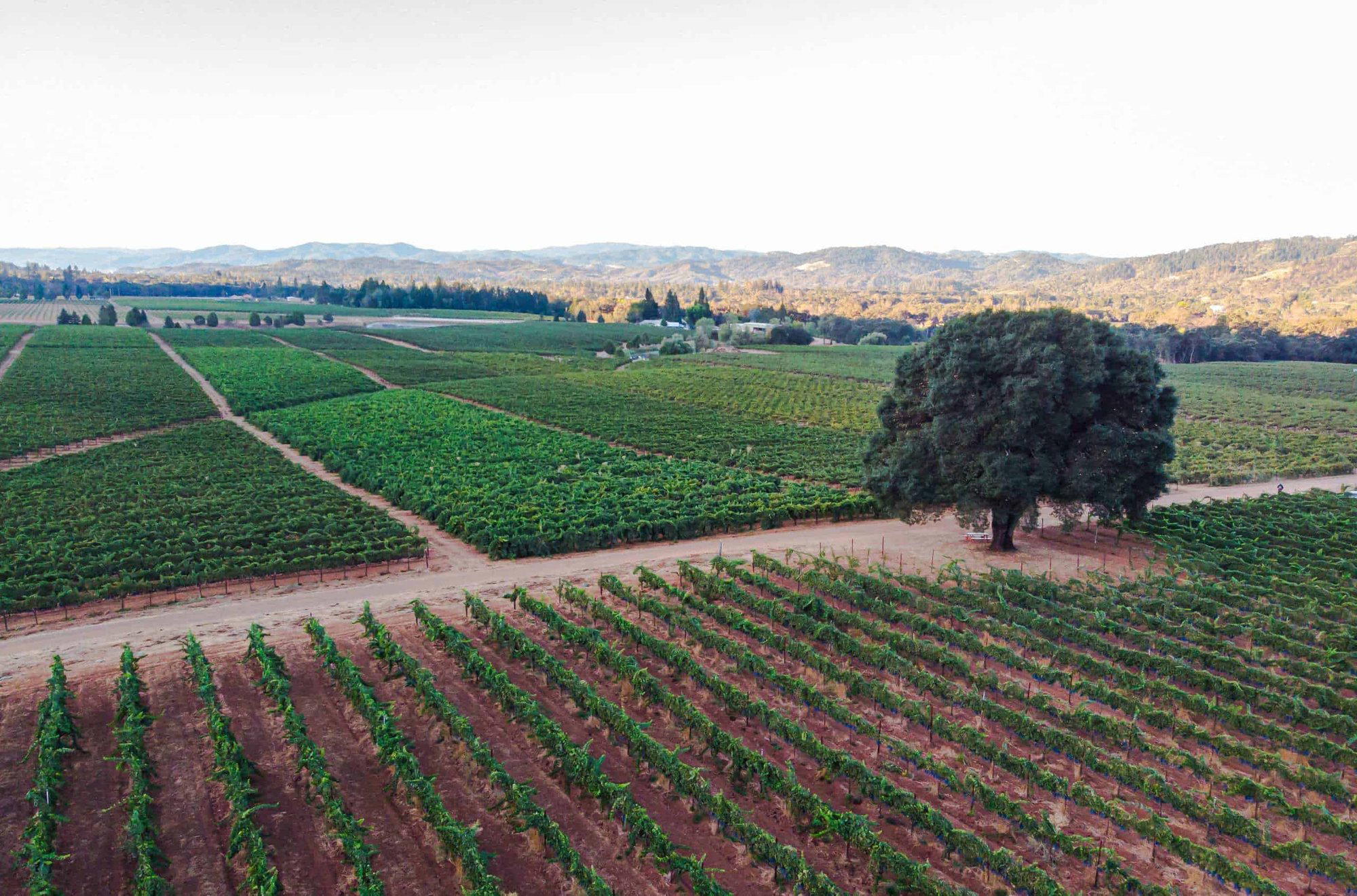 Girasole Vineyards winery in Redwood Valley