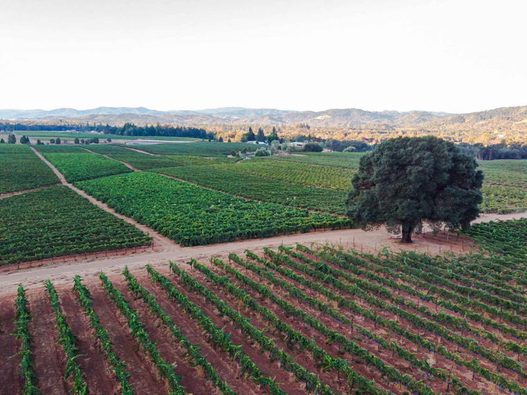Girasole Vineyards, Redwood Valley, United States