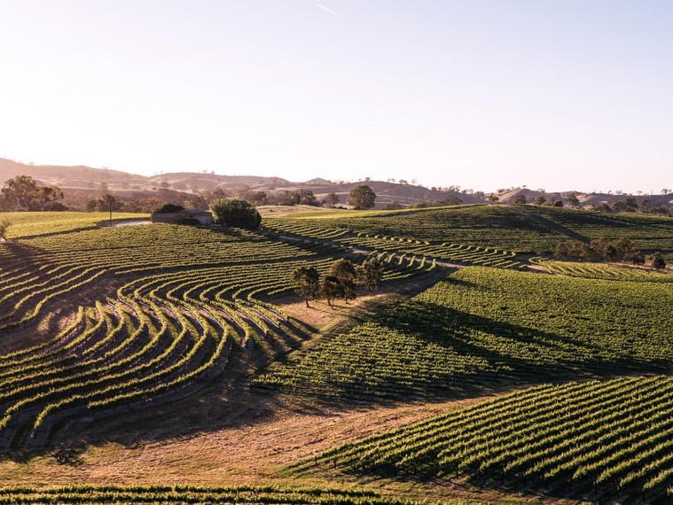 Pewsey Vale Vineyard, Eden Valley, Australia