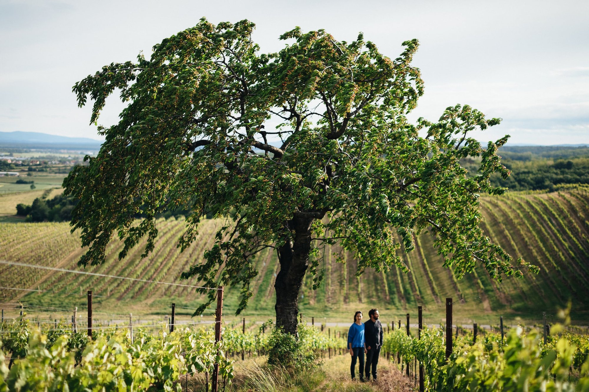 Weingut Franz Weninger winery in Horitschon, Austria
