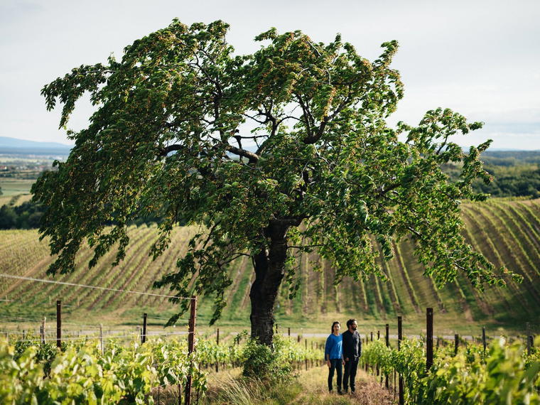 Weingut Franz Weninger, Horitschon, Austria