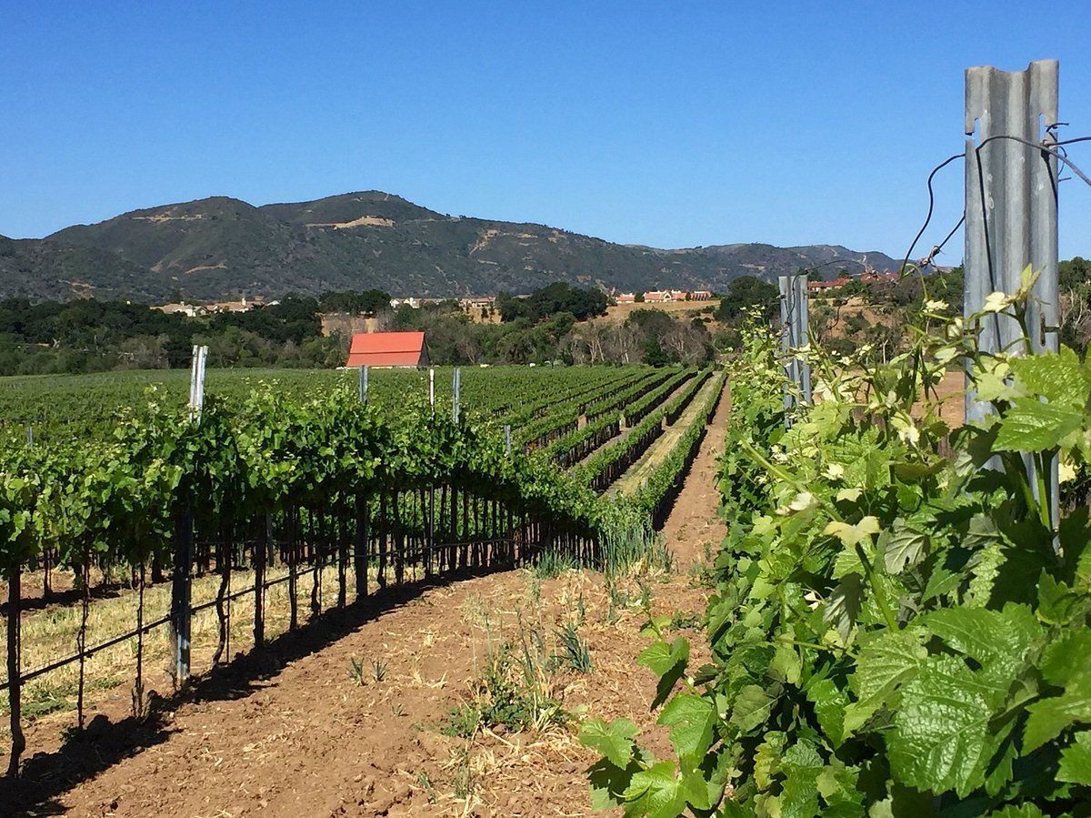 Coquelicot Estate Vineyard, Winery in Santa Ynez