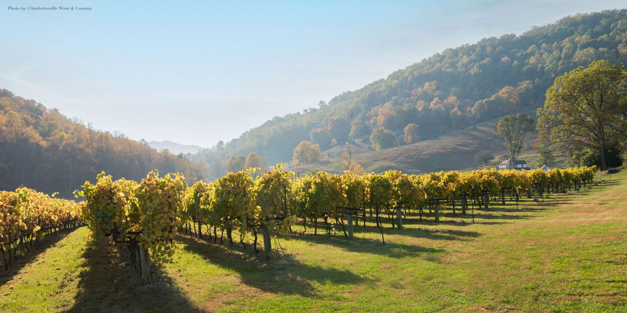 DuCard Vineyards, Winery in Etlan