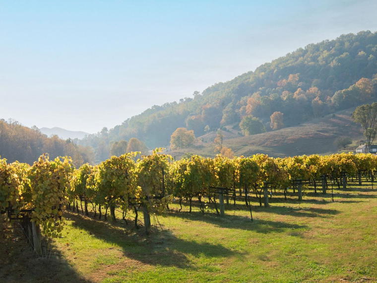 DuCard Vineyards, Etlan, United States