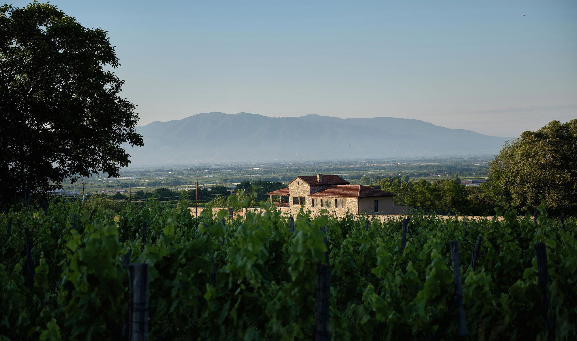Apostolos Thymiopoulos winery in Trilofos