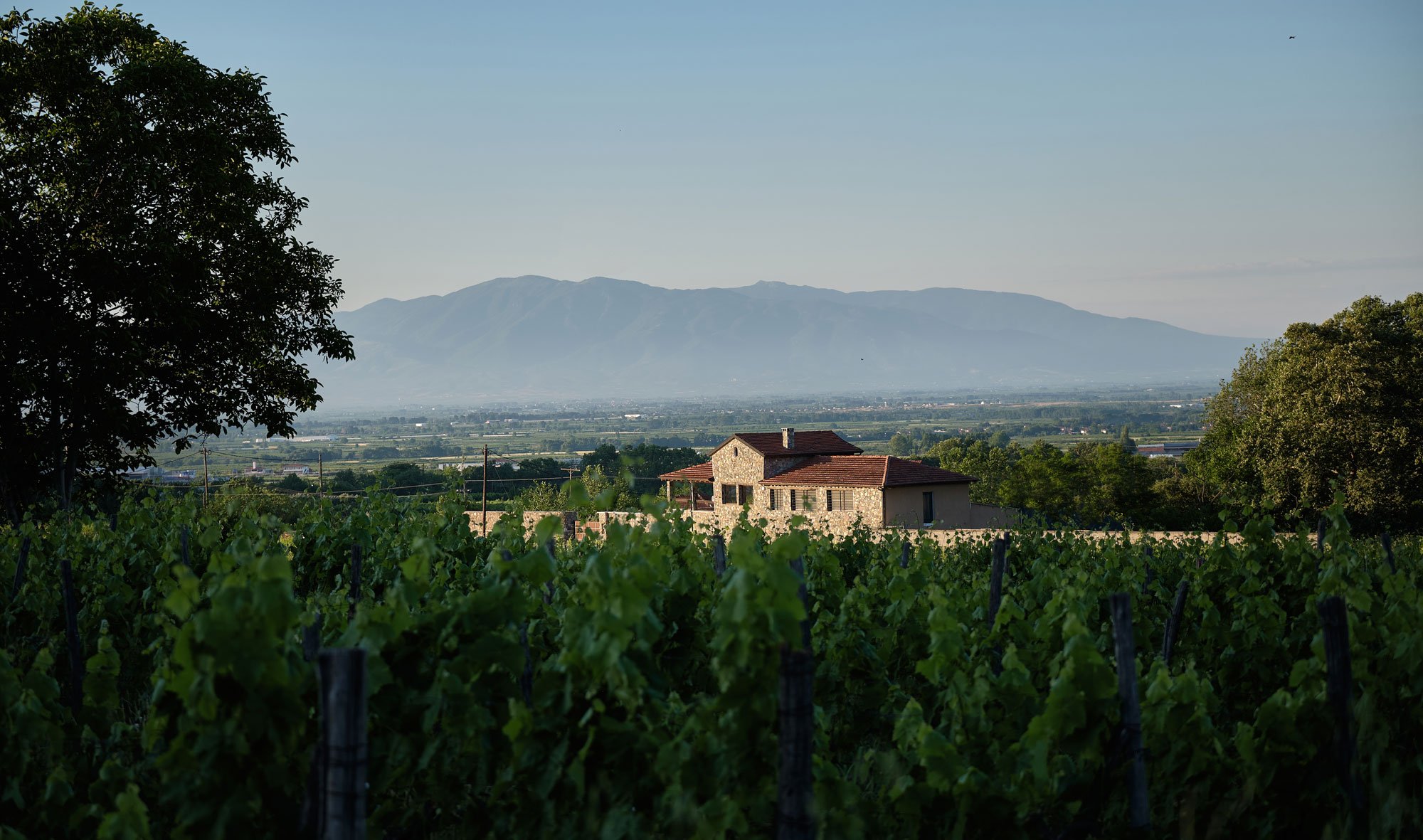 Apostolos Thymiopoulos winery in Trilofos, Greece