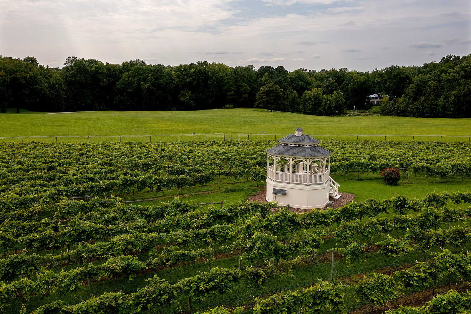 Gauthier Vineyard, New Kent, United States
