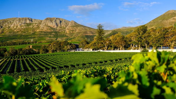 Groot Constantia