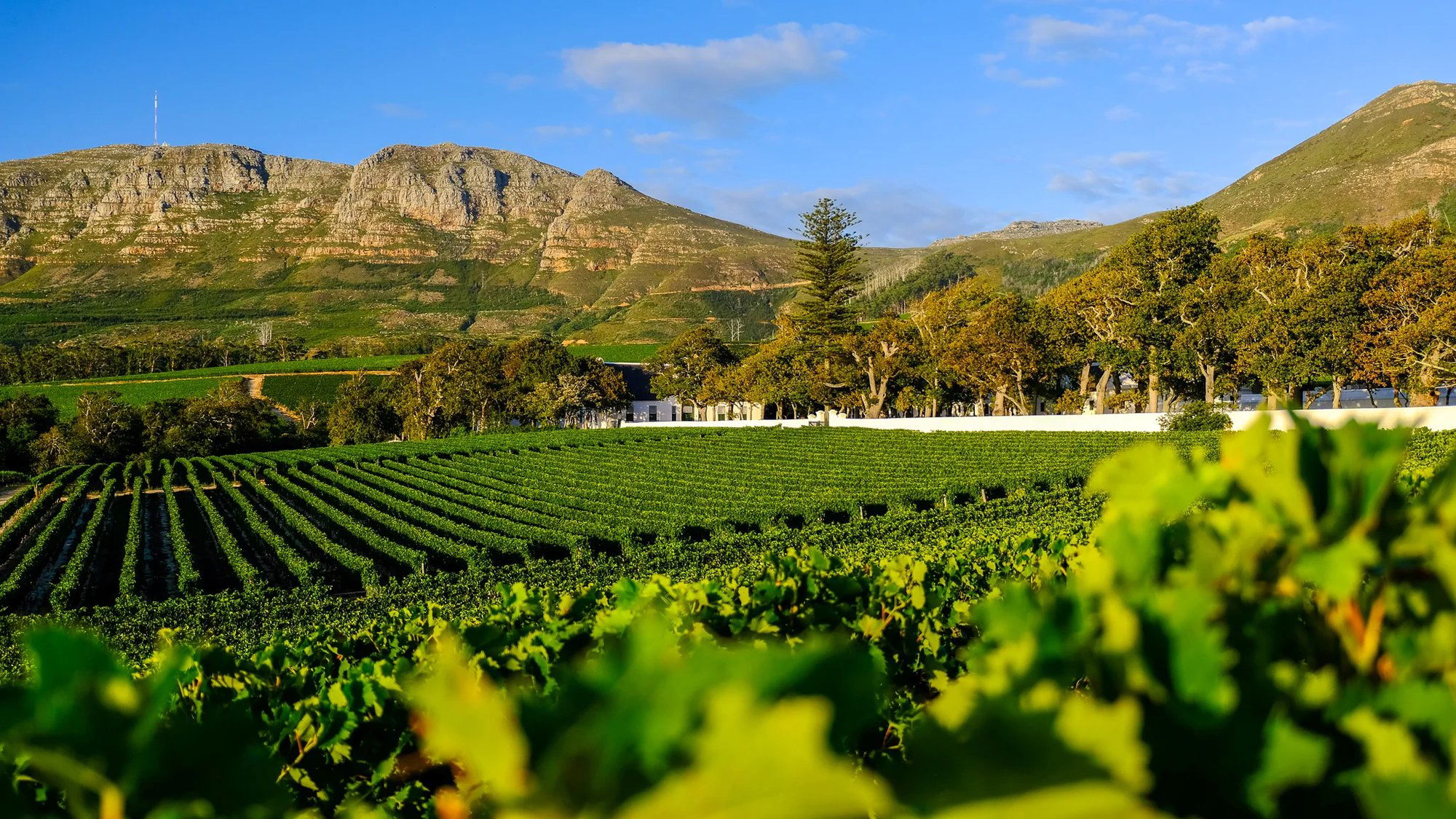 Groot Constantia, Winery in Cape Town