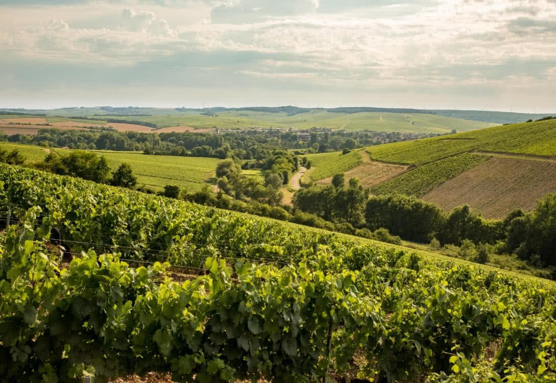 La Chablisienne winery in Chablis, France