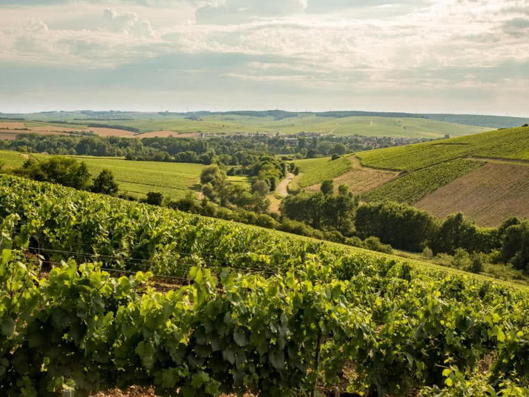 La Chablisienne, Chablis, France