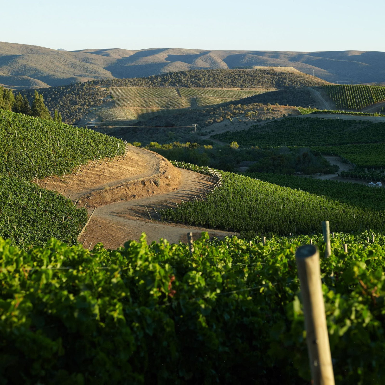 Viña Tabalí, Ovalle, Chile