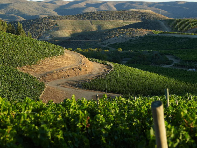 Viña Tabalí, Ovalle, Chile