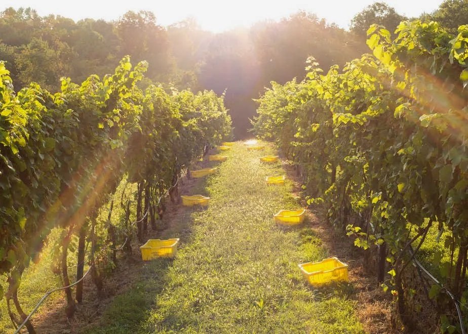 Naked Mountain Winery & Vineyard, Winery in Markham