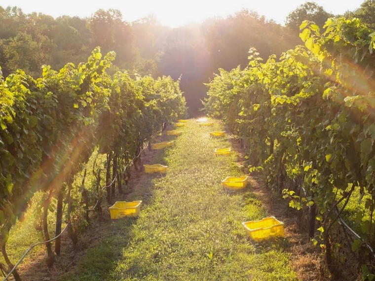 Naked Mountain Winery & Vineyard, Markham, Canada