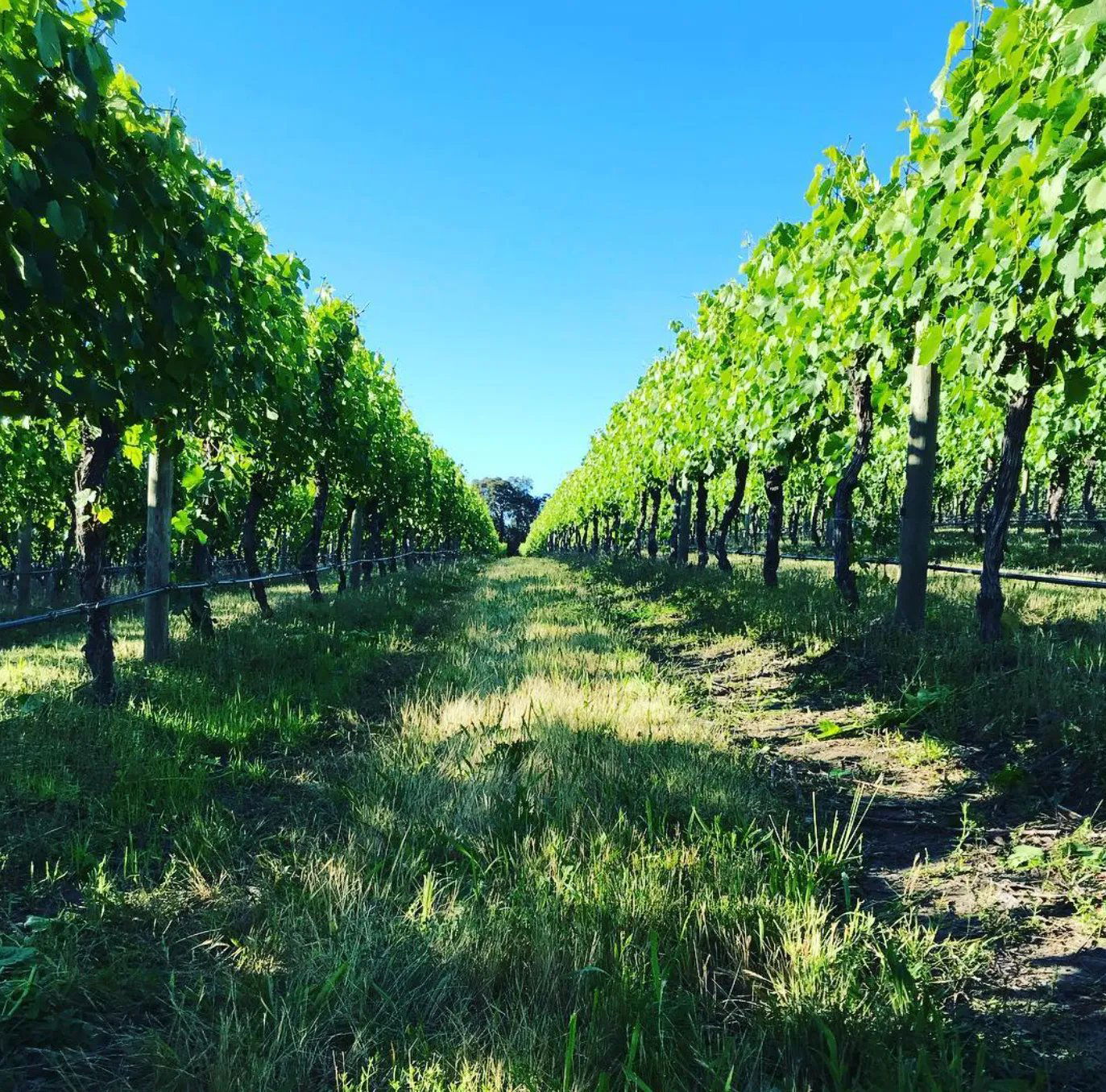 Hoddles Creek Estate, Winery in Yarra Valley