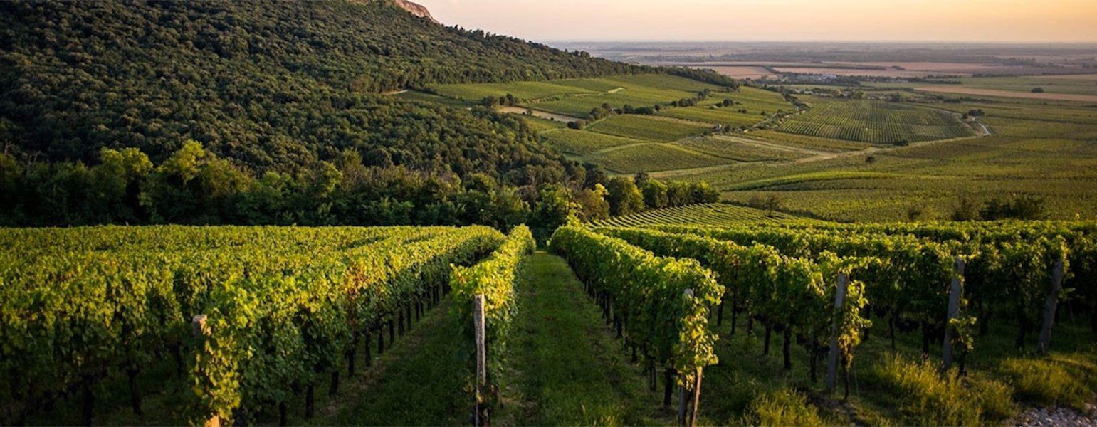 Vylyan Winery, Kisharsány, Hungary