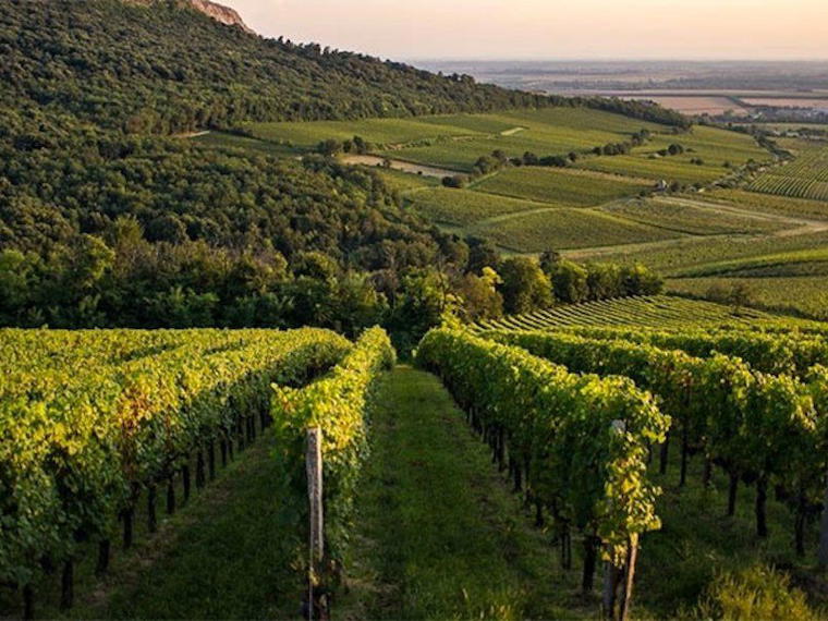 Vylyan Winery, Kisharsány, Hungary