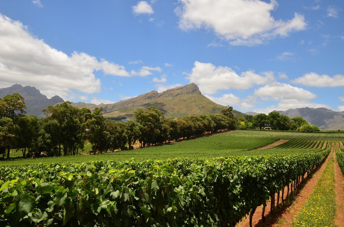 Thelema Mountain Vineyards, Stellenbosch, South Africa