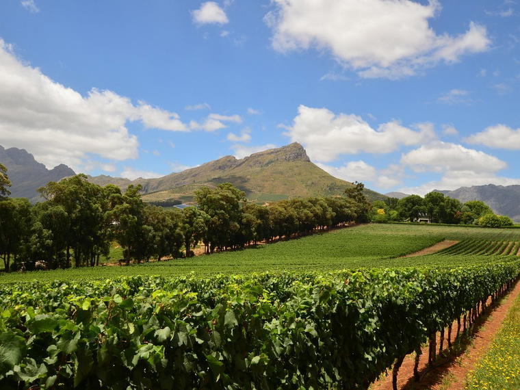 Thelema Mountain Vineyards, Stellenbosch, South Africa