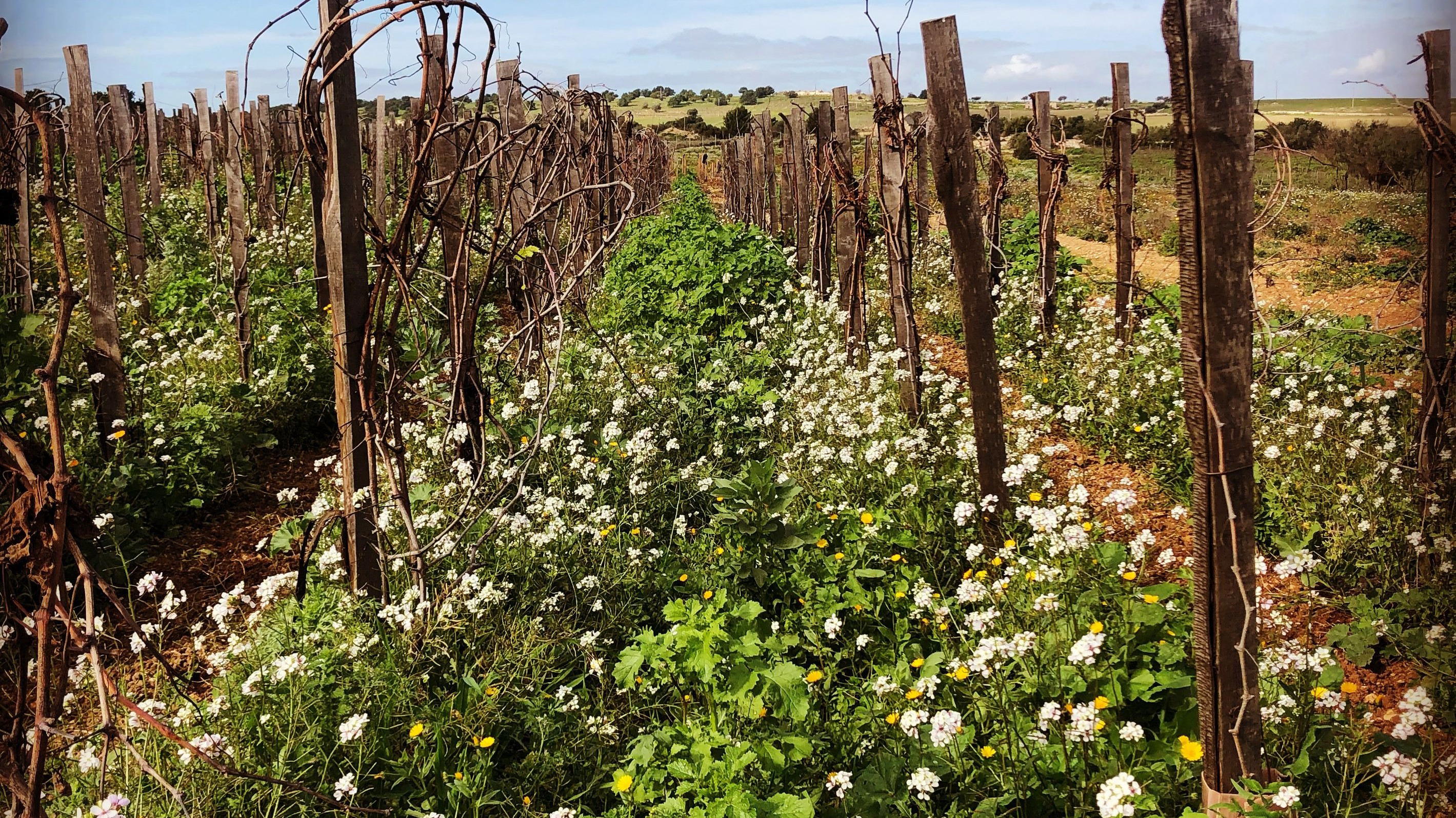 Azienda Agricola Arianna Occhipinti winery in Vittoria