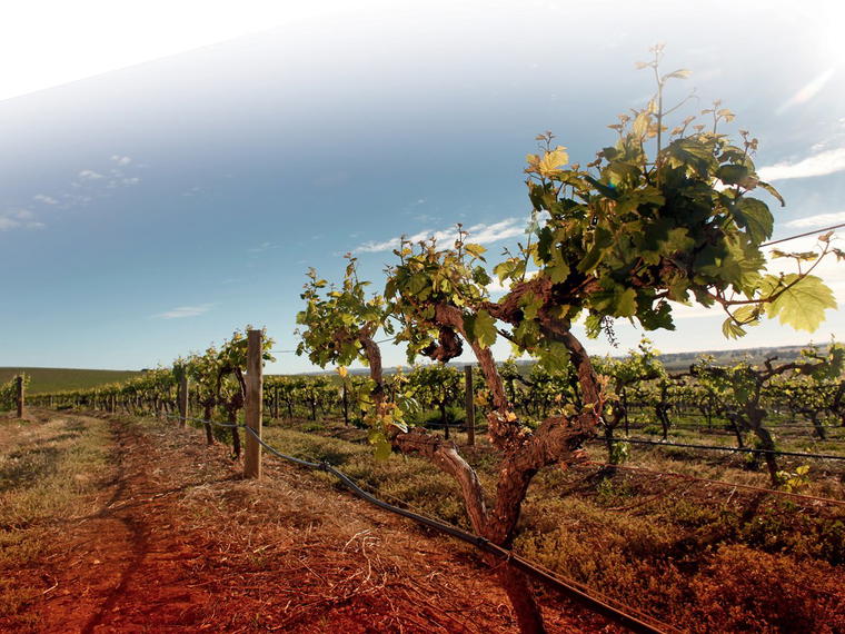 Wendouree, Clare Valley, Australia