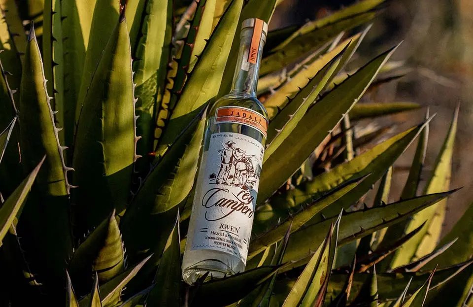 Rey Campero (Herencia de Sánchez) winery in Candelaria Yegolé, Mexico