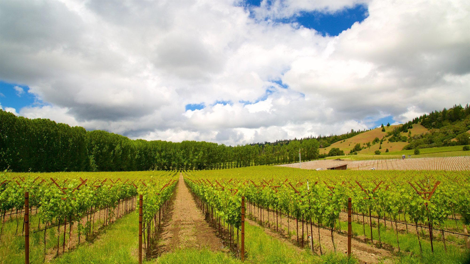 Chiarito Vineyard winery in Ukiah