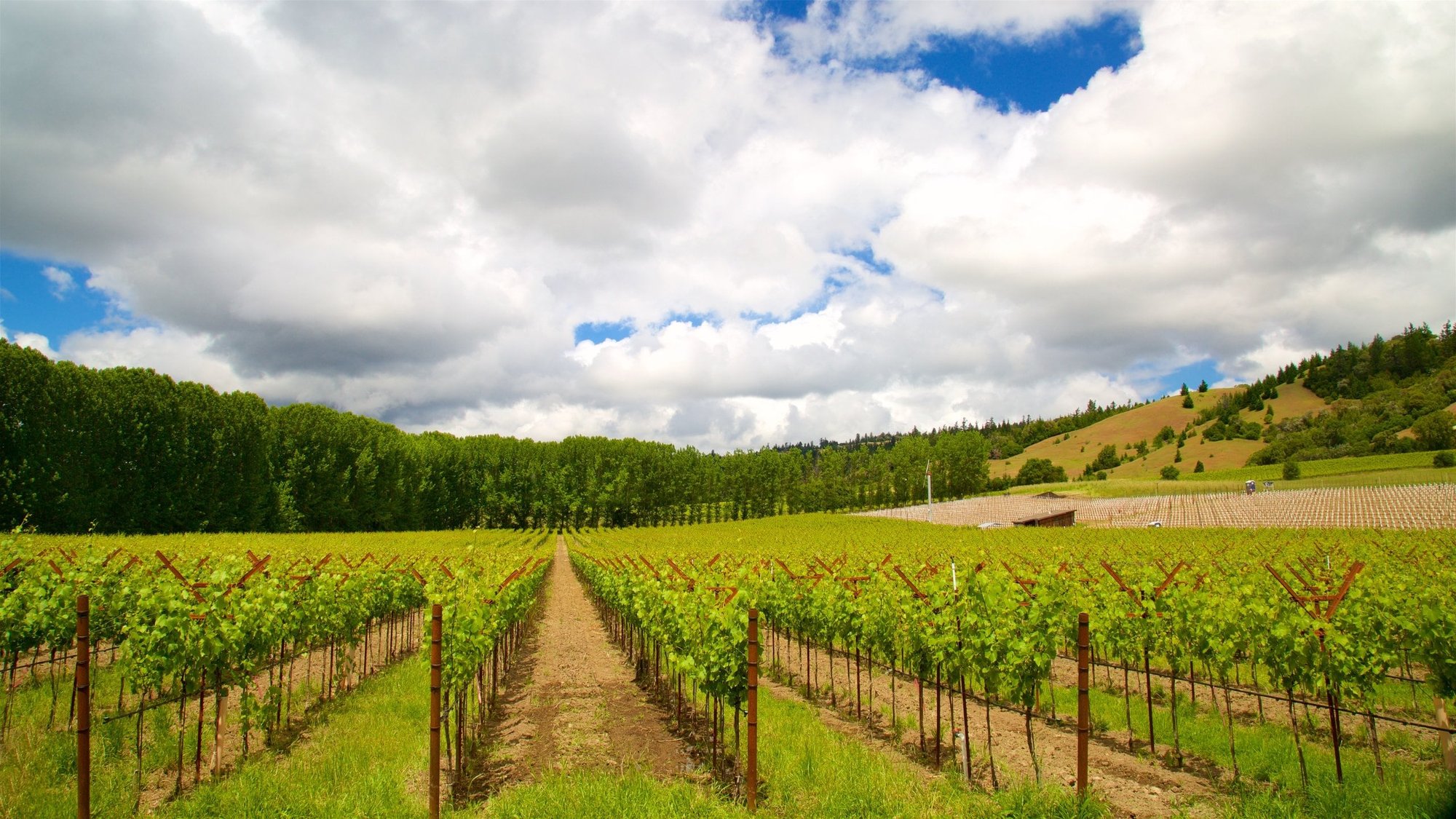 Chiarito Vineyard winery in Ukiah, United States